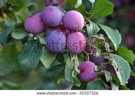 Purple fruits of a Stanley prune plum (Prunus domestica) ripen in the late summer sun on a tree in a home orchard