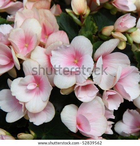 Numerous light pink flowers of tuberous begonias (Begonia tuberhybrida) fill the square frame