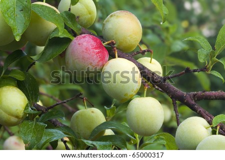 Immature fruits of Japanese plum cultivar Superior ripen on the tree in a home orchard