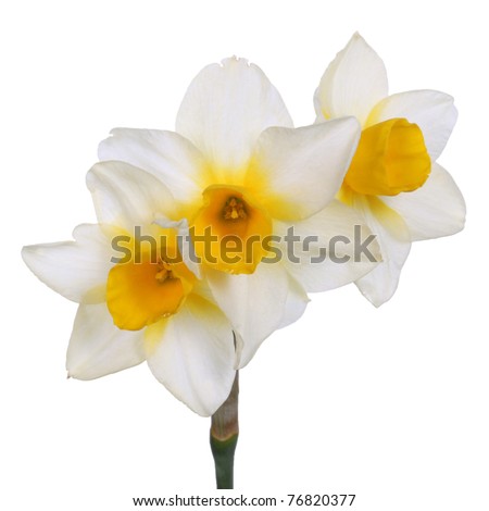 Single stem with three yellow-cupped white-corona jonquil flowers of cultivar \'Goldfinch\' isolated against a white background