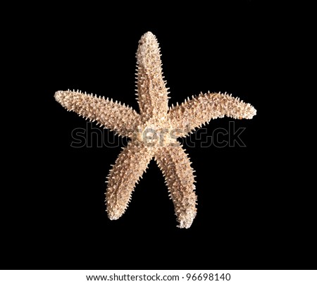 common seastar