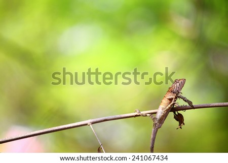 A tree lizard sunbathe its skin in the morning