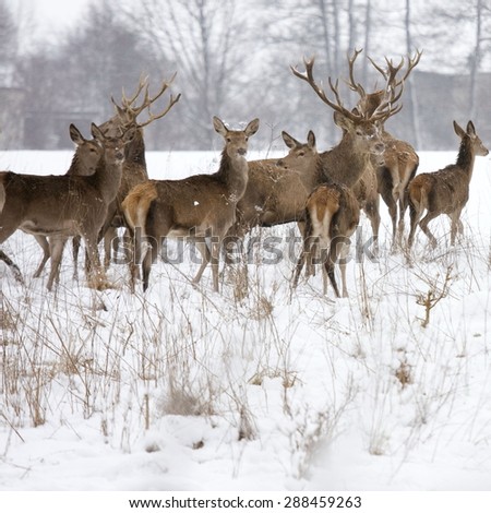 A deer herd in fields winter