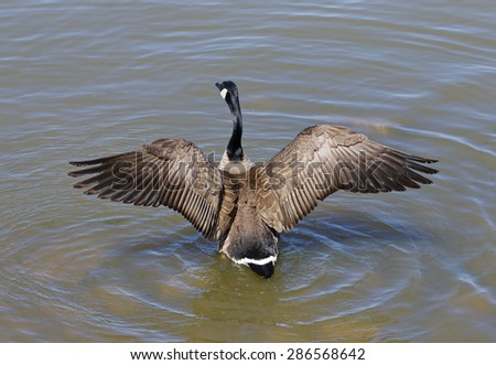 The cakling goose spreads his wings