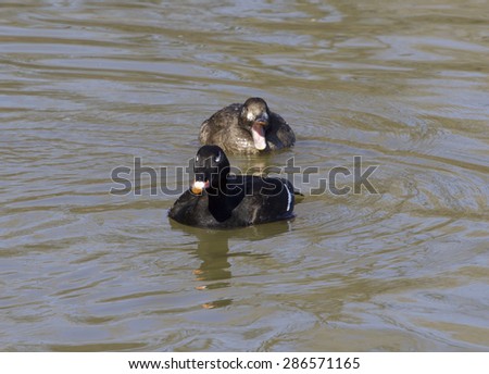 The white-winged scoters crazy family