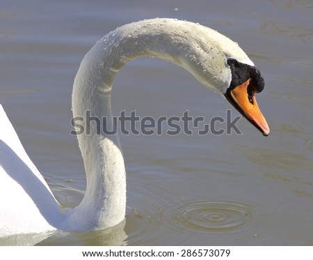 Beautiful neck of the swan