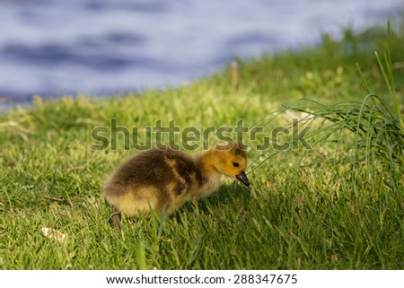 Cute chick is searching something in the grass