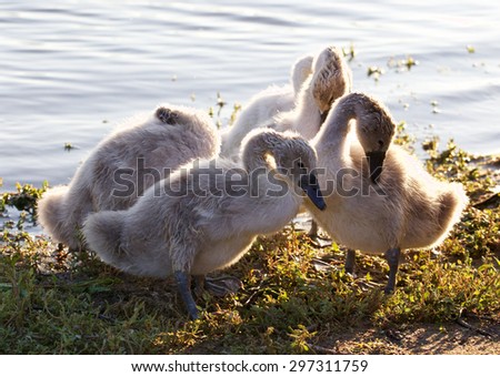 Beautiful family of young swans are cleaning their feathers on the shore of the lake
