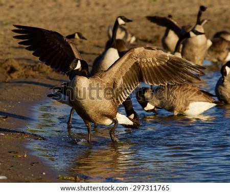 Canada goose shows his beautiful wings on the sunny evening