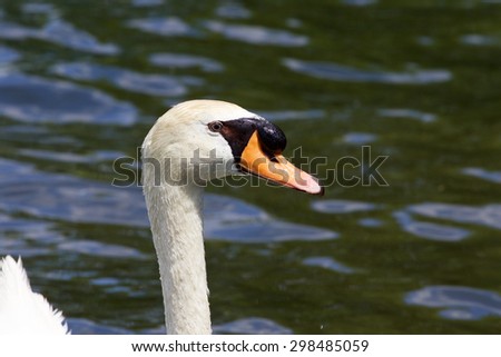 Beautiful portrait of the male mute swan with the water of the lake on the background