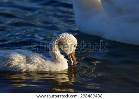 The funny young chick of the mute swans is drinking the water