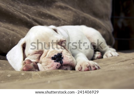 White Boxer puppy sleeping on the ground
