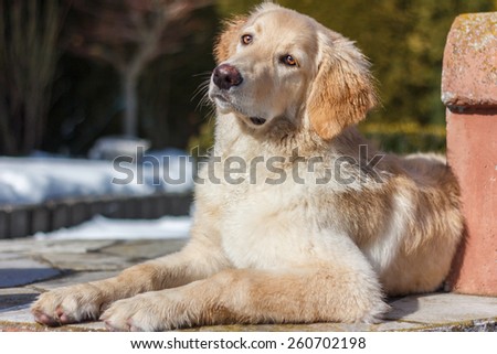 Hovawart golden puppy lying on the ground