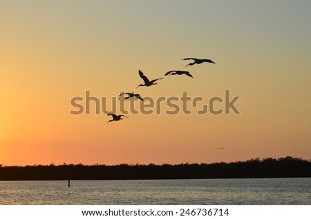 Ibis in Flight at Sunset