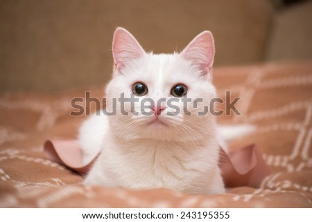 White cat on a brown blanket