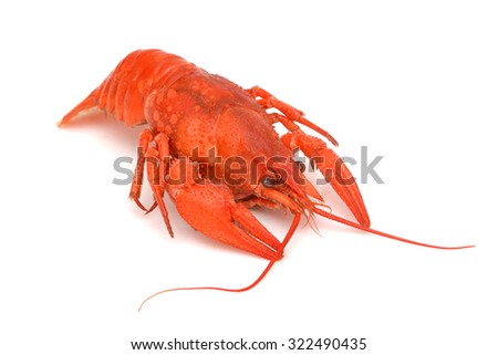 Boiled crawfish. Red crayfish. Crayfish. Crayfish isolated. Hot crawfish. Lobster.