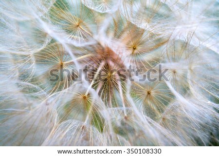 Dandelion macro. The middle of a dandelion. Focus in the center. Blurred and soft color.