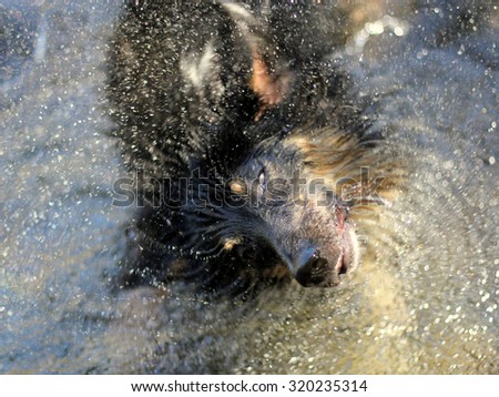 Wet shepherd shaking off water while standing in water