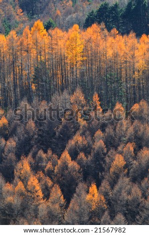 The turning yellow of the Japanese larch which is brilliant in gold(HDR)