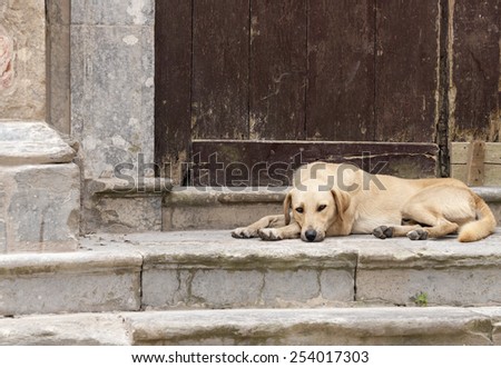 Dog laying on stairs of church