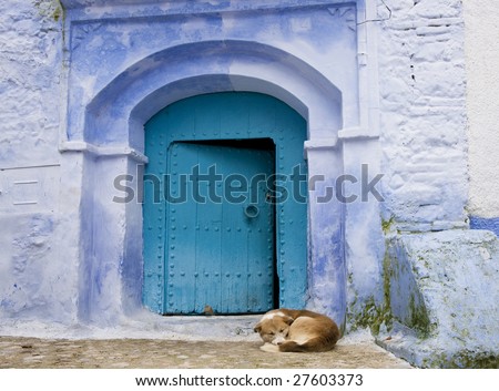 blue doors and dog