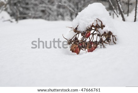 snowbound bucket of wild roses
