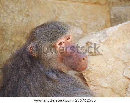 baboon in captivity sad alone