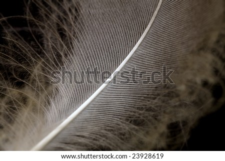 One single feather against a dark background