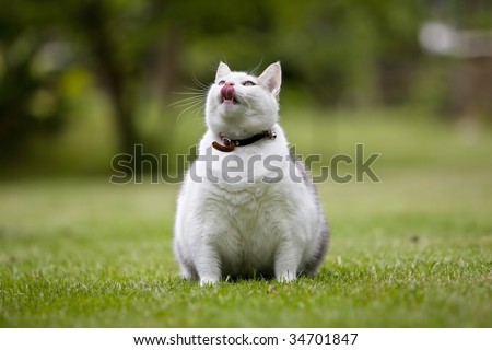 Obese cat on lawn looking upward and pretending to be hungry - stock photo