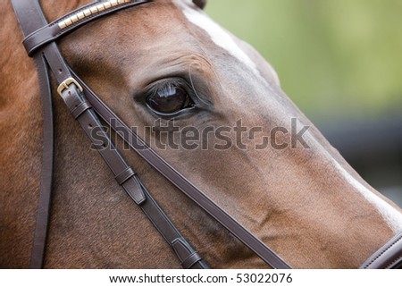 Detail of a horse relaxing before competition, sharpness on the eyes.