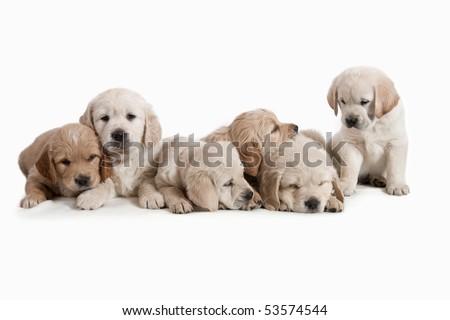 6 weeks old, adorable and curious Golden Retriever puppies.