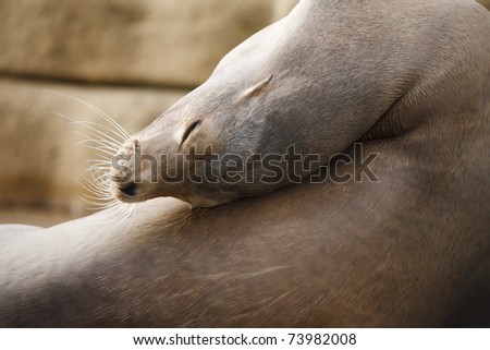 Relaxed sea lion who almost fall asleep. Short DOF