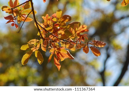 leaf yellow of tree in  season change