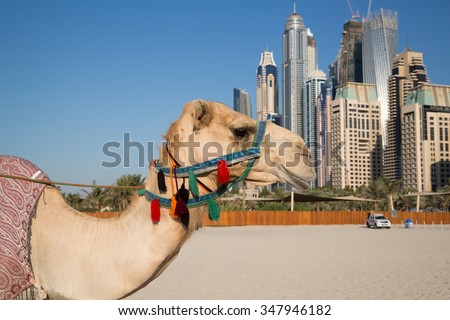 Camel and Dubai skyscrapers background. Dubai heritage. Dubai history.Dubai cityscape.Dubai Marina.Dubai beach.Dubai skyscrapers.Dubai skyline.Camel and Dubai urban skyline.Dubai Marina skyscrapers.