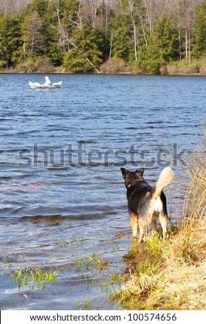 dog waits excitedly for her human on shore