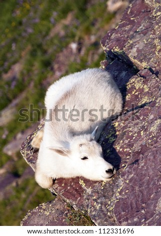 baby mountain goat sleeps on edge of cliff