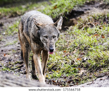 endangered red wolf