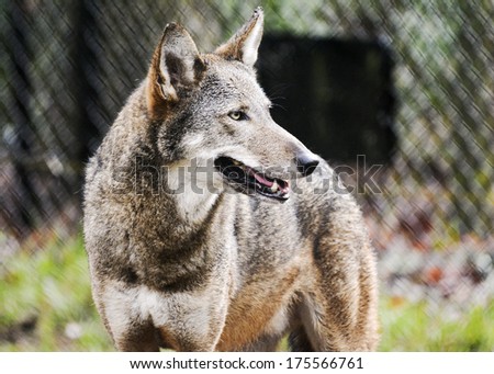 lone red wolf