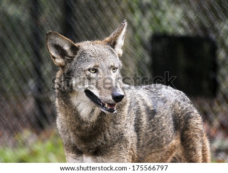 red wolf smiles at photographer
