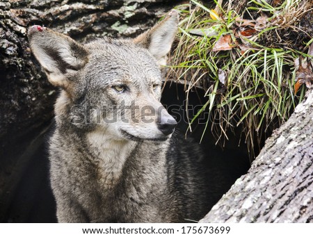 red wolf looks out from den