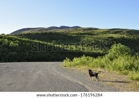 dog looks down Alaskan road