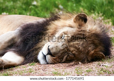 scarred sleeping lion