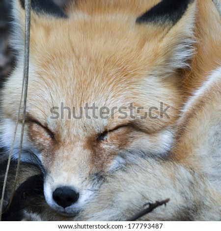 face of sleeping fox