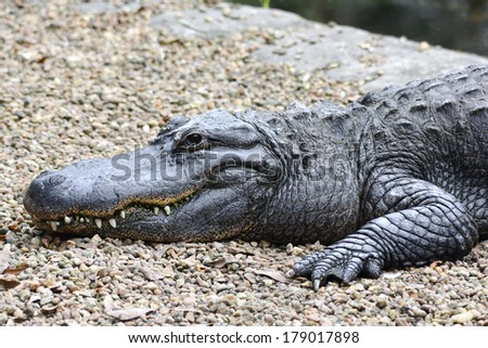 alligator at rest