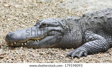 gator at rest