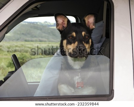 therapy dog in driver seat