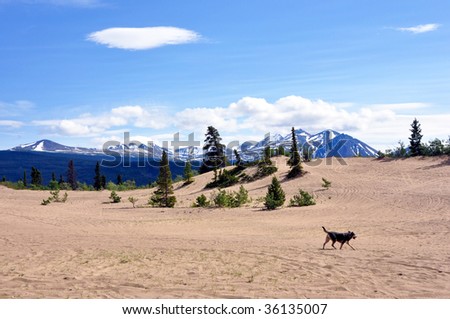 large dog running desert