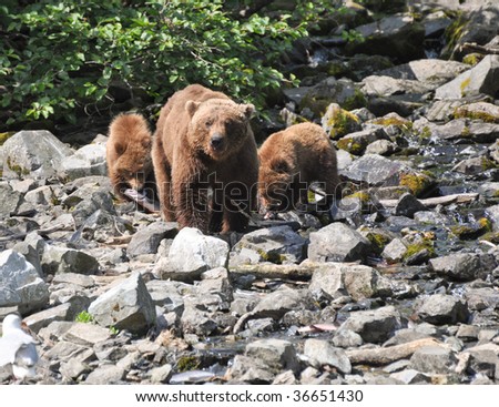mother grizzly protects cubs