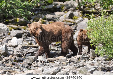 brown bear mother and cub