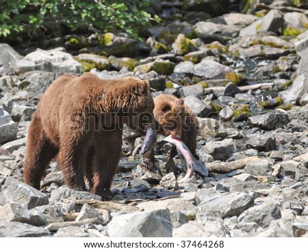 grizzly mother and cub catch salmon